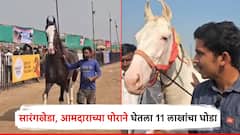 सारंगखेड्याच्या घोडेबाजारात 2500 अश्वांची एंट्री; आमदारपुत्राने 11 लाखांना खरेदी केला पांढरा घोडा