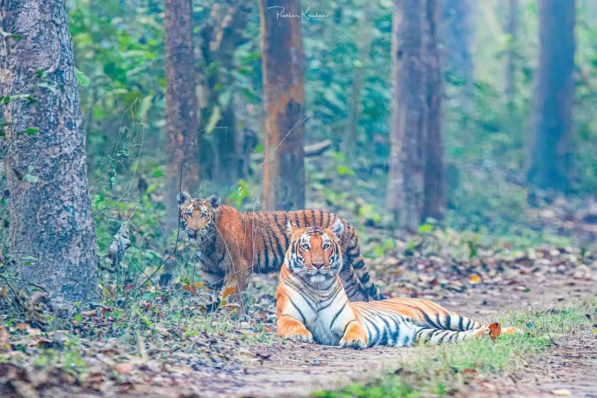 UP’s Terai Wildlife Numbers Surge Past 1.45 Lakh After ₹161-Crore Eco-Tourism Push