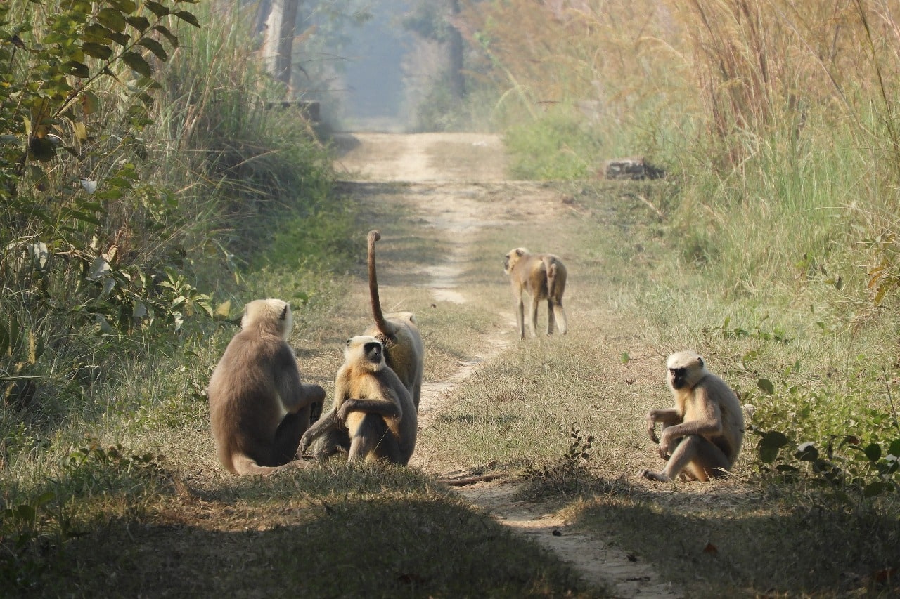 UP’s Terai Wildlife Numbers Surge Past 1.45 Lakh After ₹161-Crore Eco-Tourism Push