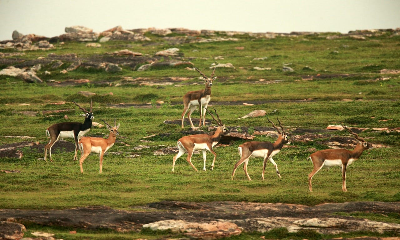 UP’s Terai Wildlife Numbers Surge Past 1.45 Lakh After ₹161-Crore Eco-Tourism Push