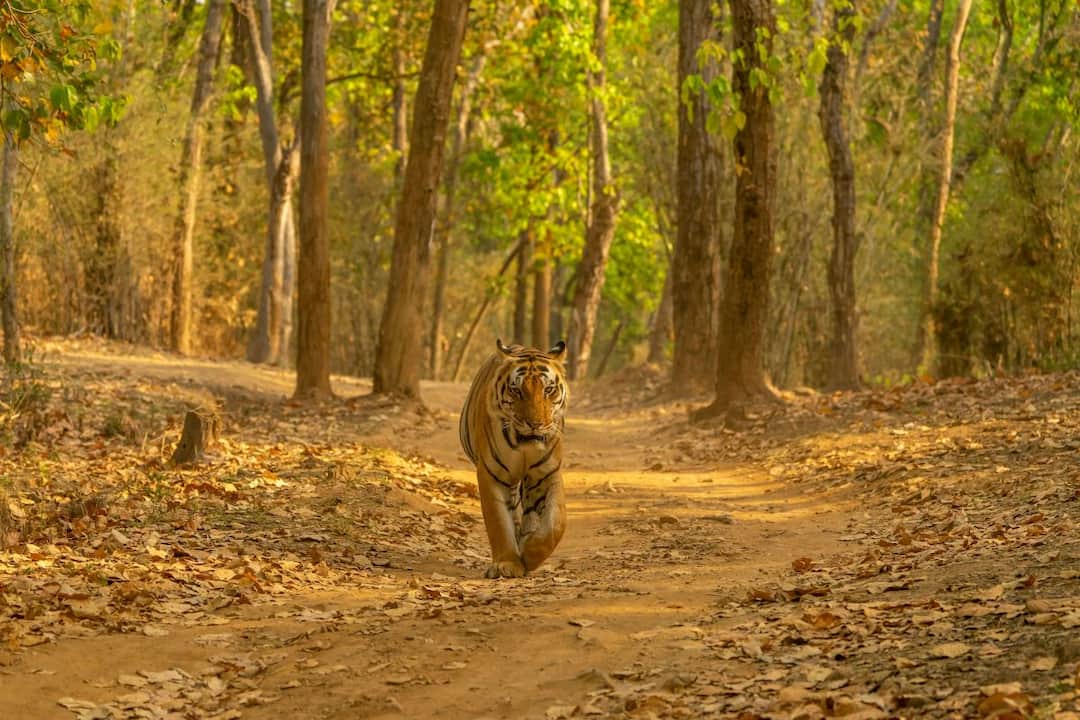 Uttar Pradesh Emerges As Model For Eco-Tourism On Wildlife Conservation Day