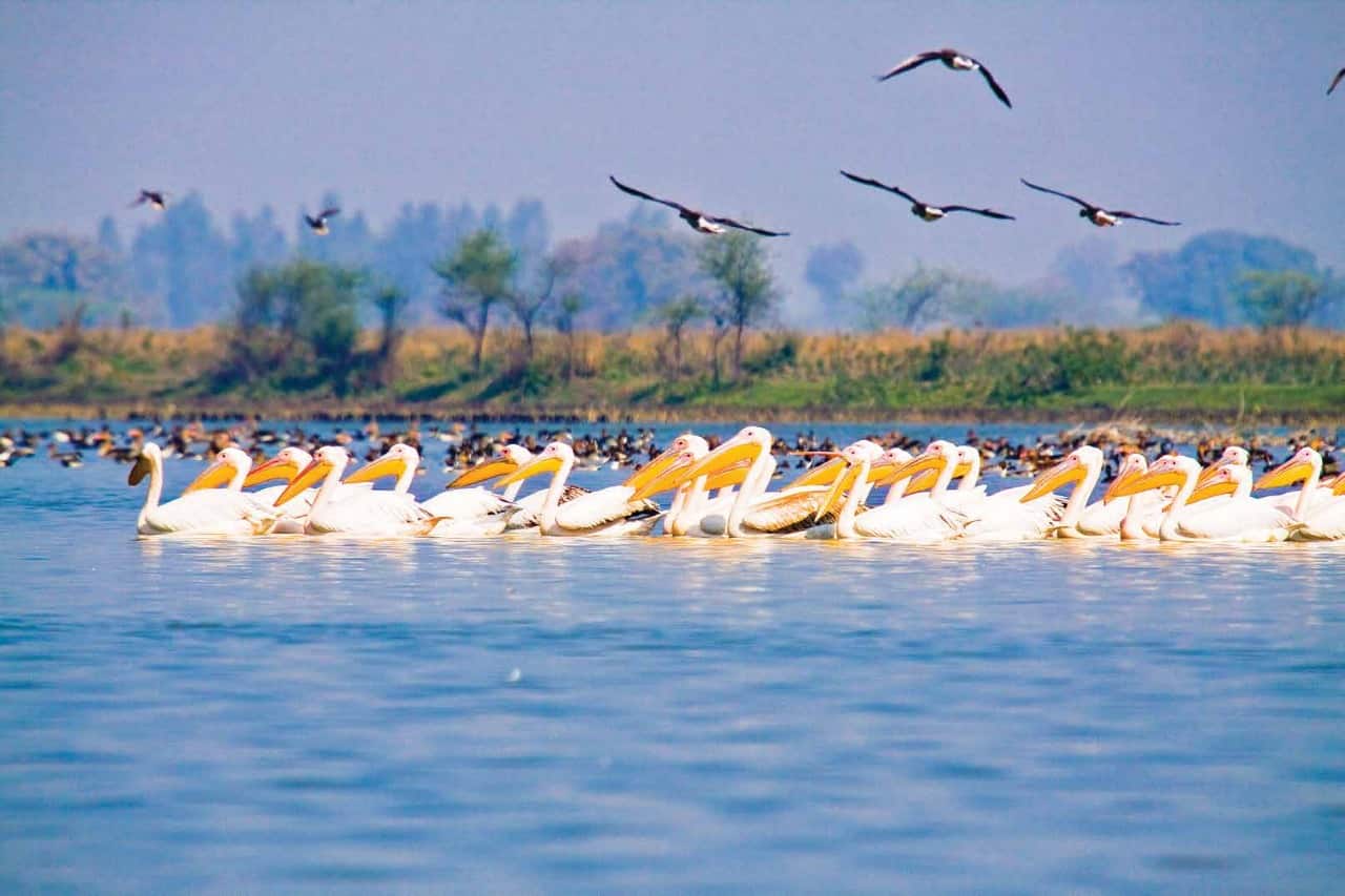 UP’s Terai Wildlife Numbers Surge Past 1.45 Lakh After ₹161-Crore Eco-Tourism Push