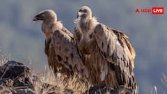 देश के 72% हिस्से से गायब हुए गिद्ध, जानें अब कहां-कहां है इनकी मौजूदगी?