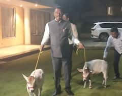 मंत्री प्रताप सरनाईकांच्या कुटुंबात नवीन सदस्याची भर, दोन गाई घेतल्या दत्तक