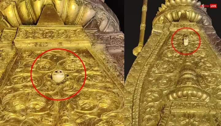 આ દરમિયાન, વારાણસીના કાશી વિશ્વનાથ મંદિરમાં એક ખૂબ જ દુર્લભ અને રસપ્રદ ઘટનાએ બધાનું ધ્યાન ખેંચ્યું. મંદિરના શિખર પર ત્રણ દિવસ સુધી એક સફેદ ઘુવડ બેઠું રહ્યું. આને અત્યંત શુભ માનવામાં આવતું હતું, કારણ કે ઘુવડ દેવી લક્ષ્મીનું વાહન છે.