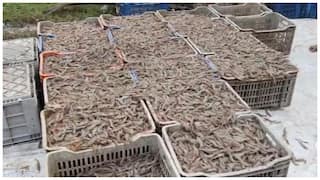 EHP in Aqua Culture: కోనసీమ ఆక్వాకు రైతులకు మరో కష్టం ! ఈహెచ్‌పీ వ్యాధి ఉన్న‌ సీడ్‌ అంట‌గ‌ట్టిన హేచ‌రీ! అధికారులు పట్టించుకోవడం లేదని ఆవేదన!