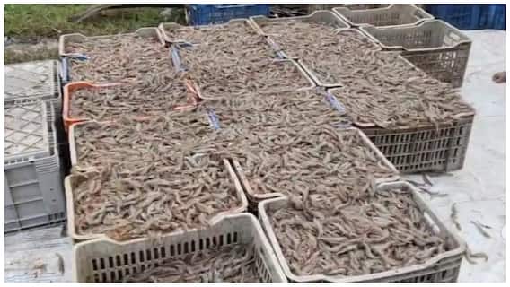 EHP in Aqua Culture: కోనసీమ ఆక్వాకు రైతులకు మరో కష్టం ! ఈహెచ్పీ వ్యాధి ఉన్న సీడ్ అంటగట్టిన హేచరీ! అధికారులు పట్టించుకోవడం లేదని ఆవేదన!