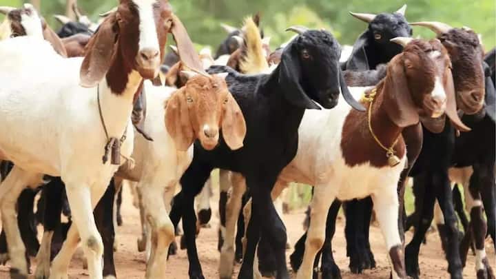 बकरी पालन भी कम निवेश वाला बिजनेस है. जिसमें 10-15 बकरियों से शुरुआत की जा सकती है. दूध, बच्चों और मीट की बिक्री से अच्छा मुनाफा मिलता है. बकरी पालन की मांग सालभर बनी रहती है और सही मार्केटिंग से आप जल्दी मुनाफा बढ़ा सकते हैं