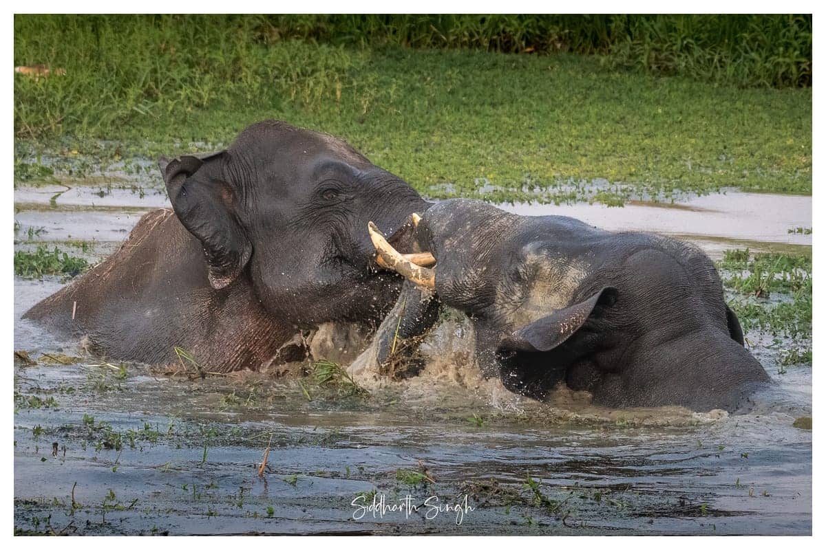 UP’s Terai Wildlife Numbers Surge Past 1.45 Lakh After ₹161-Crore Eco-Tourism Push