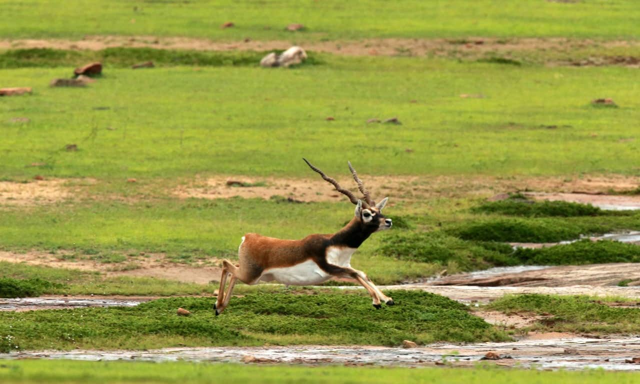 UP’s Terai Wildlife Numbers Surge Past 1.45 Lakh After ₹161-Crore Eco-Tourism Push