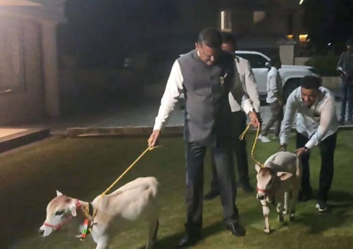 या दोन्ही गाईंचा सांभाळ सरनाईक आपल्या घरातच करणार आहेत.