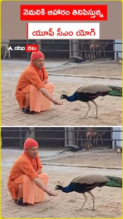 నెమలికి ఆహారం తినిపిస్తున్న   యూపీ సీఎం యోగి