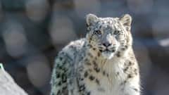 Leopard, Tiger Attacks Leave Five Injured In UP’s Bahraich Within 24 Hours