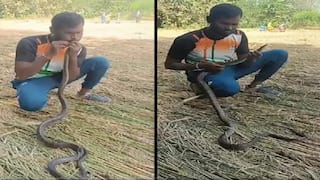 વીજ કરંટથી બેભાન થઇ ગયેલા સાપને યુવકે મોંઢાથી CPR આપી બચાવ્યો, યુવકની બહાદુરી પર લોકો ફિદા, વીડિયો વાયરલ
