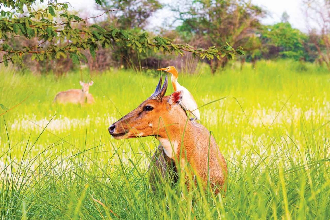 UP’s Terai Wildlife Numbers Surge Past 1.45 Lakh After ₹161-Crore Eco-Tourism Push