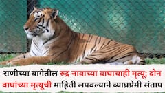 राणीच्या बागेतील रुद्र नावाच्या वाघाचाही मृत्यू; दोन वाघांच्या मृत्यूची माहिती लपवल्याने व्याघ्रप्रेमी संताप