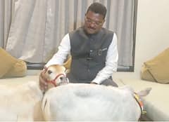 मंत्री प्रताप सरनाईकांच्या कुटुंबात नवीन सदस्याची भर, दोन गाई घेतल्या दत्तक