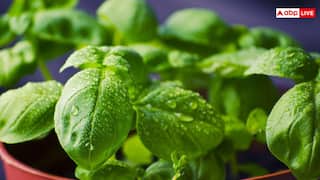 सर्दियों के दौरान भारतीय घरों में कैसे करें तुलसी की सही देखभाल, जानें कैसे रखें हरा-भरा?