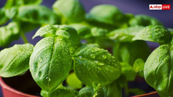 सर्दियों के दौरान भारतीय घरों में कैसे करें तुलसी की सही देखभाल, जानें कैसे रखें हरा-भरा?
