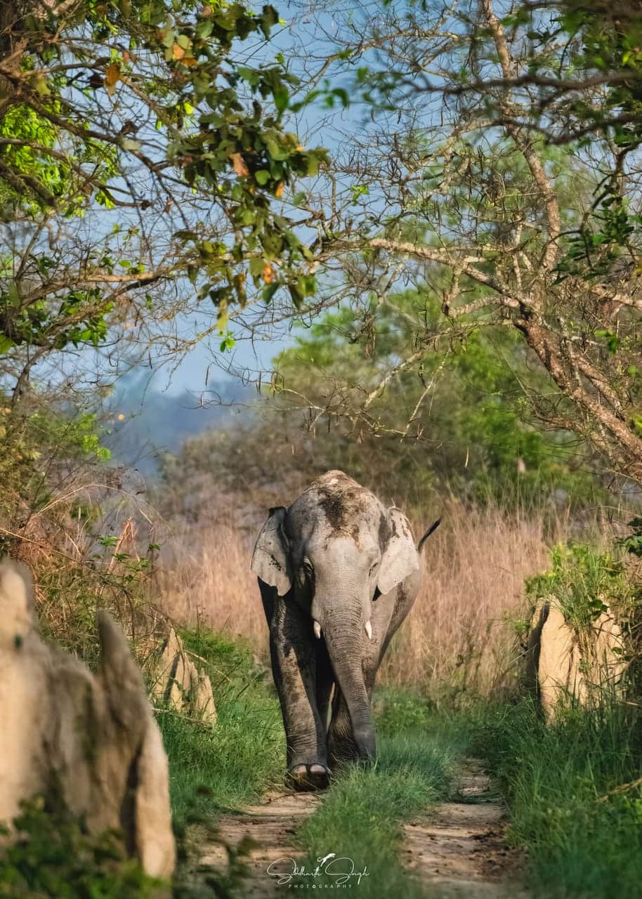 UP’s Terai Wildlife Numbers Surge Past 1.45 Lakh After ₹161-Crore Eco-Tourism Push