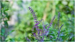 తులసి మొక్కను వాడిపోకుండా చూసుకోవాలంటే చలికాలంలో తీసుకోవాల్సిన జాగ్రత్తలివే