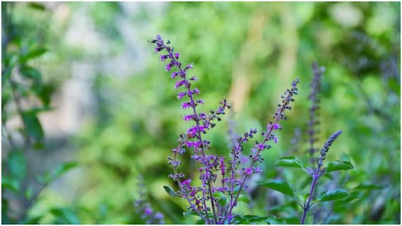 Tulasi Plant : తులసి మొక్కను వాడిపోకుండా చూసుకోవాలంటే చలికాలంలో తీసుకోవాల్సిన జాగ్రత్తలివే