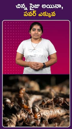 చిన్న సైజు అయినా, పవర్ ఎక్కువ