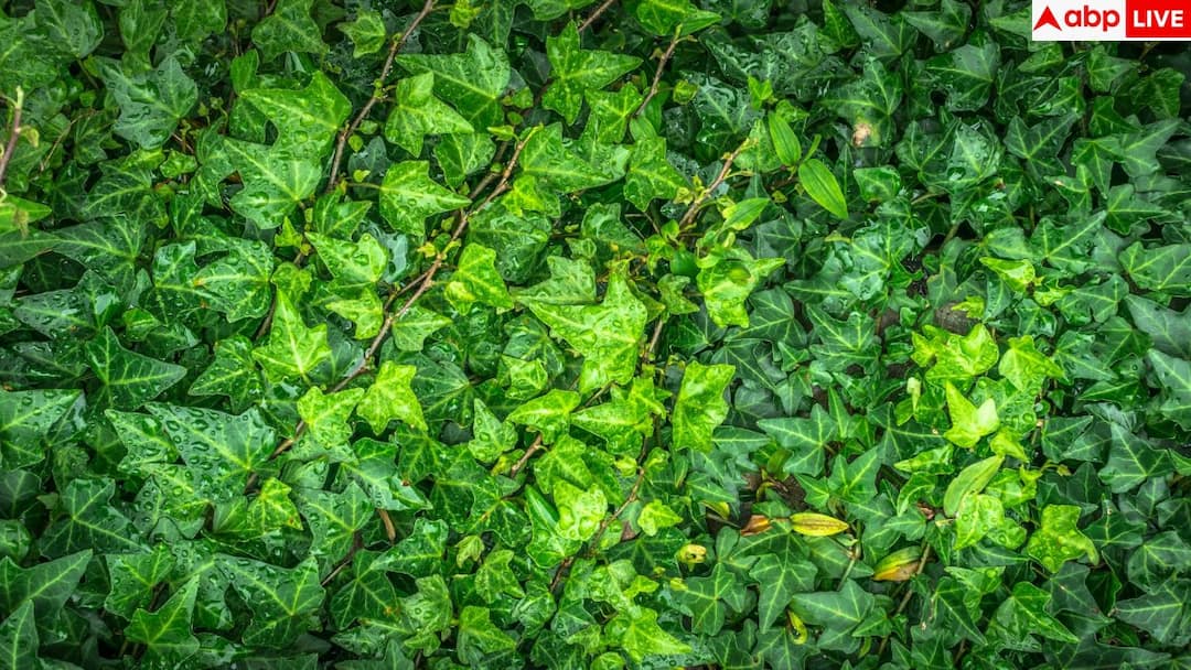 Snake-Friendly Plants: आपके होम गार्डन में तो नहीं लगा ये वाला पौधा, सांप इसमें चुपचाप बना लेते हैं घर Snakes Quietly Hide Inside This Popular Home-Garden Plant Do You Have It Snake-Friendly Plants: आपके होम गार्डन में तो नहीं लगा ये वाला पौधा, सांप इसमें चुपचाप बना लेते हैं घर