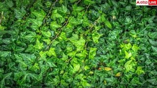 Snake-Friendly Plants: आपके होम गार्डन में तो नहीं लगा ये वाला पौधा, सांप इसमें चुपचाप बना लेते हैं घर