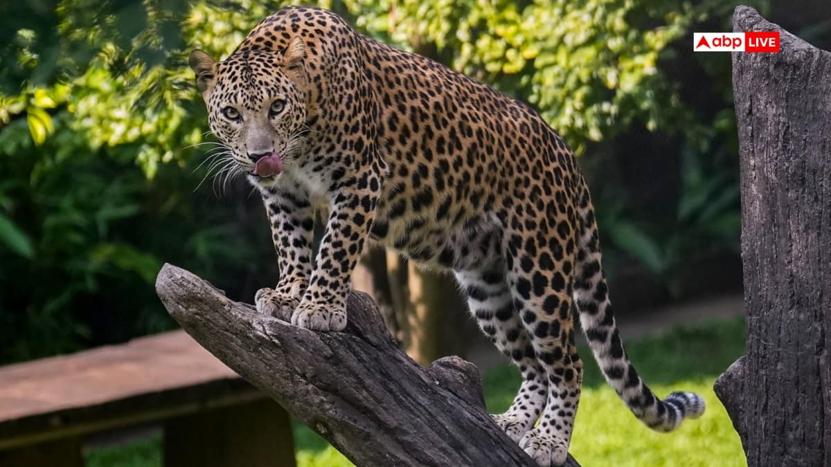 Leopard Attacks Farmer In Nashik’s Sinnar, Both Die After Falling Into Well