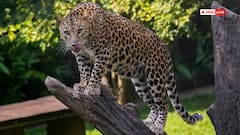 Leopard Attacks Farmer In Nashik’s Sinnar, Both Die After Falling Into Well