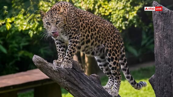 पौड़ी गढ़वाल में फिर बढ़ा गुलदार का आतंक, आंगनबाड़ी केंद्र 8 दिसंबर तक बंद, प्रशासन भी अलर्ट