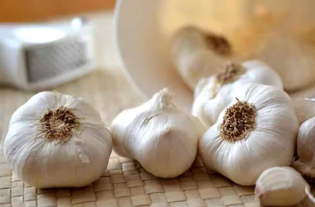 இதய ஆரோக்கியம் முதல் மூட்டு வலி வரை தீர்வு! குளிர்காலத்தில் பூண்டு தரும்  நன்மைகள்! விவரித்த ஆச்சார்யா பாலகிருஷ்ணா