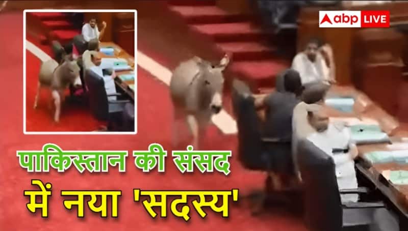 पाकिस्तानी संसद में शामिल हुआ गधा, इससे पहले कुत्ता-बिल्ली भी सदन में हिस्सा ले चुके