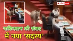 पाकिस्तानी संसद में शामिल हुआ गधा, यूसुफ रजा बोले- 'जानवर भी कानूनों पर राय देने आए', कुत्ता-बिल्ली भी सदन में हिस्सा ले चुके