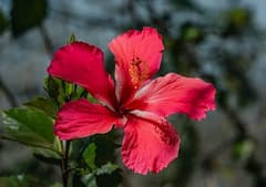 गुड़हल का फूल खूबसूरती बढ़ाने के साथ-साथ औषधीय गुणों से भरपूर ,ऐसे करें देखभाल और सालभर पाएं ढेरों फूल