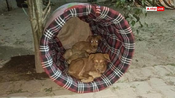 अब सर्दी के मौसम में मजे से रहेंगे DOGesh भाई, बेजुबान जानवरों के लिए DM ने बनवाए शेल्टर होम