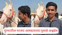Nandurbar News: सारंगखेडा अश्वबाजारातून 11 लाखांना 'नुकरा' घोडीची खरेदी, पुण्यातील भाजप आमदाराच्या पुत्राचे अश्वप्रेम; घोडीची वैशिष्ट्यं काय?