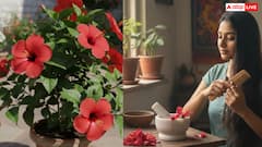 गुड़हल का फूल खूबसूरती बढ़ाने के साथ-साथ औषधीय गुणों से भरपूर ,ऐसे करें देखभाल और सालभर पाएं ढेरों फूल