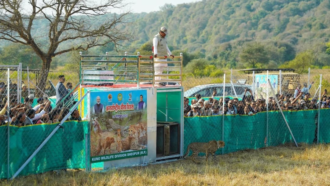 CM Mohan Yadav Releases 3 Cheetahs At Kuno On Int’l Cheetah Day, Calls Them ‘Crown Jewel Of MP’s Forests’