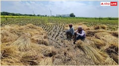 पराली से भी बन सकता है टॉप क्वालिटी का कागज, जानें इससे कितने पेड़ कटने से बचेंगे?