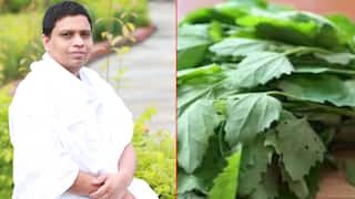 हिवाळ्याच्या थंडीत आवर्जुन खावा चाकवताची भाजी, पचनसंस्था अन् हाडांना बळकटी; जाणून घ्या गुणकारी फायदे