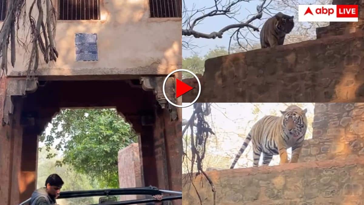 Video: 'टाइगर यहां बैठता है' पर्यटकों को कह रहा था गाइड इतने में बाघ ने ली दमदार एंट्री- निकल गई सभी की चीखें, वीडियो वायरल