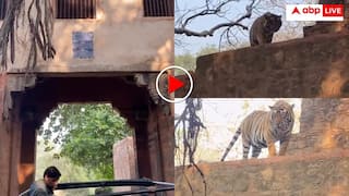 Video: 'टाइगर यहां बैठता है' पर्यटकों को कह रहा था गाइड इतने में बाघ ने ली दमदार एंट्री- निकल गई सभी की चीखें, वीडियो वायरल