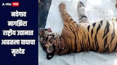गोंदियाच्या नवेगाव-नागझिरा राष्ट्रीय उद्यान आढळला वाघाचा मृतदेह, दोन वाघांच्या झुंजीत मृत्यू झाल्याचा अंदाज