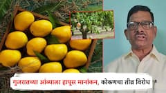 गुजरातमधल्या वलसाडच्या आंब्याला हापूस मानांकन, कोकणवासी संतप्त, न्यायालयीन लढाई लढणार; काय आहे संपूर्ण प्रकरण?