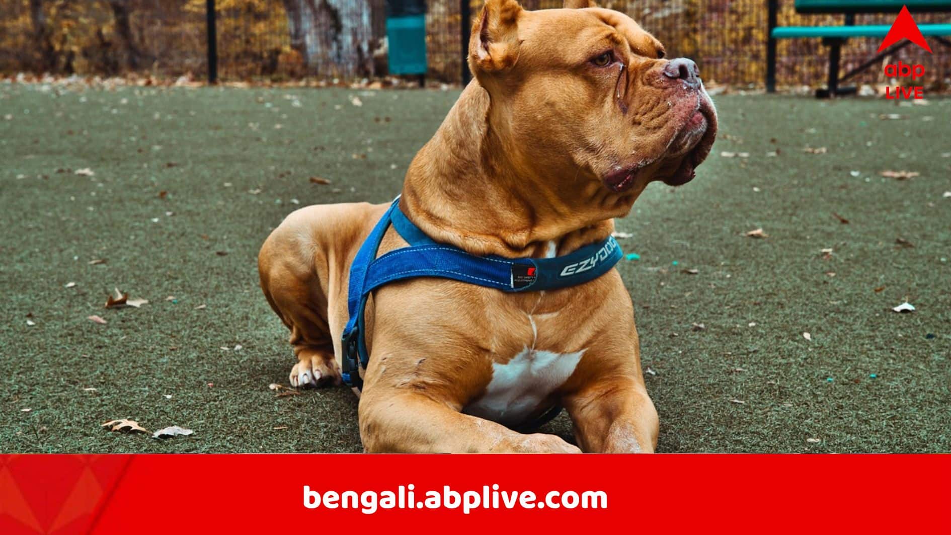 Dog Attack: সাত পিটবুল মিলে ছিঁড়ে খেল দাদু ও নাতনিকে, নৃশংসতা দেখে ট্রমায় খোদ উদ্ধারকারীরা, ভয়ঙ্কর ঘটনা