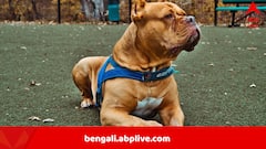 সাত পিটবুল মিলে ছিঁড়ে খেল দাদু ও নাতনিকে, নৃশংসতা দেখে ট্রমায় খোদ উদ্ধারকারীরা, ভয়ঙ্কর ঘটনা