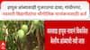 Hapus Mango हापूस आंब्यावरही गुजरातचा दावा; गांंधीनगर,नवसारी विद्यापीठांचा भौगोलिक मानांकनासाठी अर्ज
