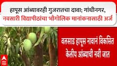 Hapus Mango हापूस आंब्यावरही गुजरातचा दावा; गांंधीनगर,नवसारी विद्यापीठांचा भौगोलिक मानांकनासाठी अर्ज